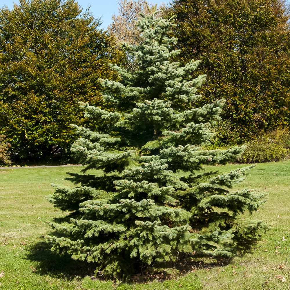 White Spruce Tree