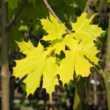 Load image into Gallery viewer, Princeton Gold Maple Trees (Acer Platanoides) For Sale - Beamsville, Ontario
