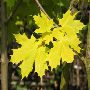 Princeton Gold Maple Trees (Acer Platanoides) For Sale - Beamsville, Ontario