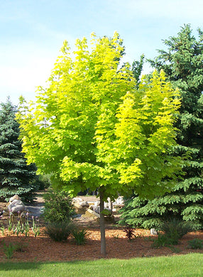Princeton Gold Maple Trees For Sale - Beamsville, Ontario
