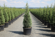 Load image into Gallery viewer, Taylor Juniper Tree
