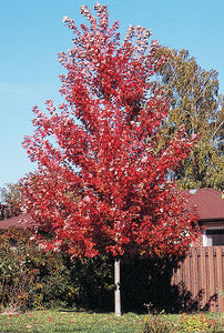 Autumn Blaze Maple Trees For Sale - Beamsville and the Niagara Region