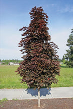 Load image into Gallery viewer, Crimson Sentry Maple
