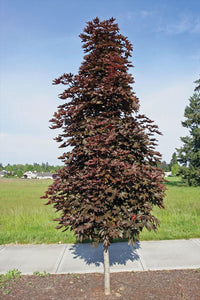 Crimson Sentry Maple