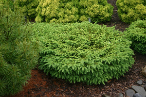 Nest Spruce