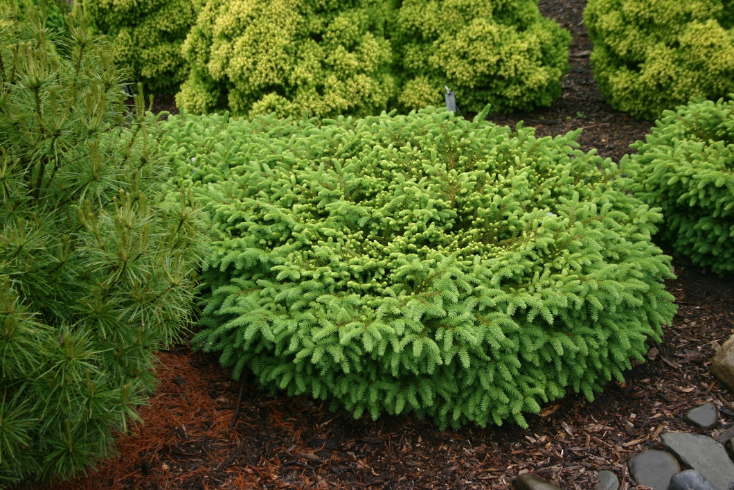 Nest Spruce