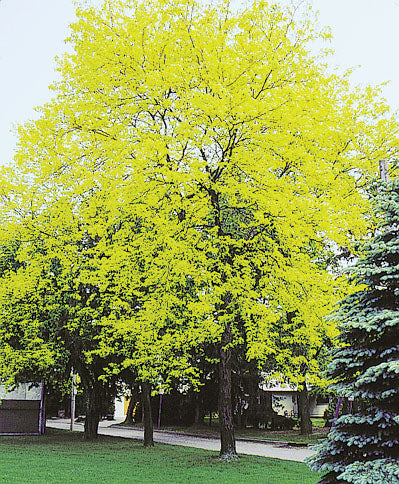 Lit Luster Tree Sunburst Locust – Niagara Tree Company