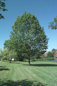 Red Oak Tree