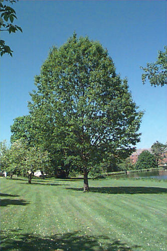 Red Oak Tree