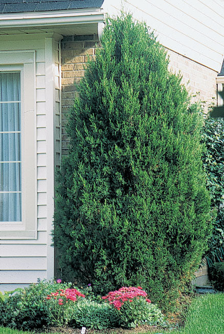 Spartan Juniper