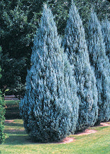 Load image into Gallery viewer, Moffat Blue Juniper
