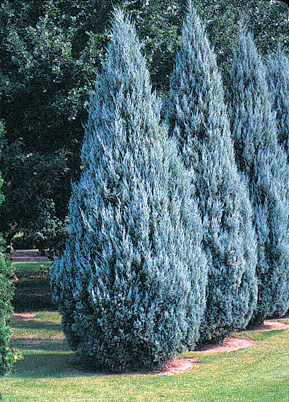 Moffat Blue Juniper
