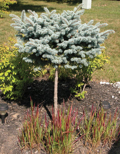 Thume Blue Spruce Std.