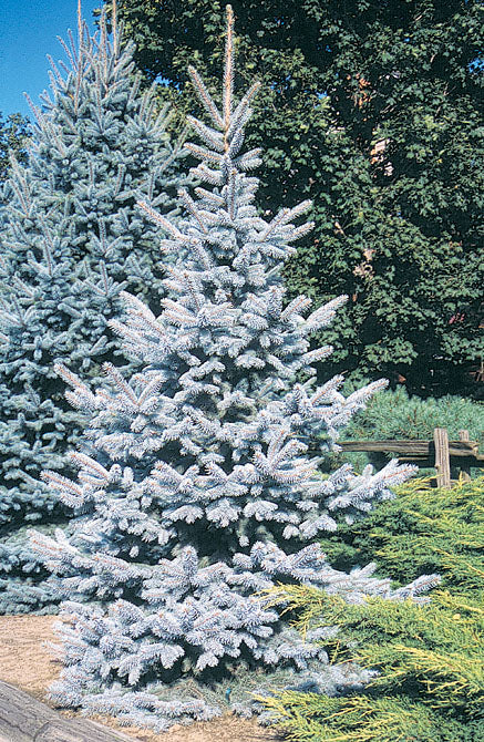 Hoopsi Blue Spruce