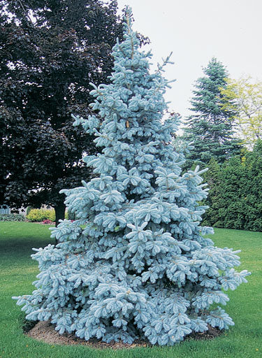 Royal Knight Spruce