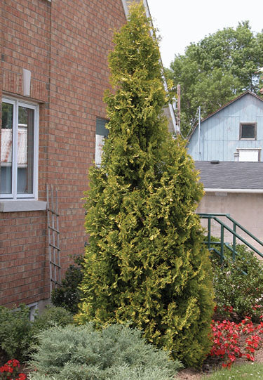 Yellow Ribbon Pyramidal Cedar