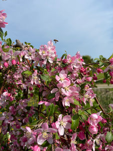 Flowering Crab Apple (Weeping)