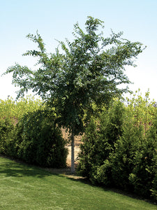 Accolade Elm