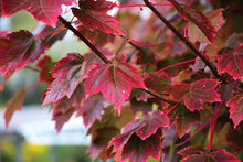 Load image into Gallery viewer, Brandywine Maple
