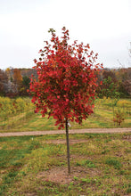 Load image into Gallery viewer, October Glory Red Maple
