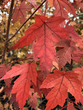 Load image into Gallery viewer, Leaves of an Autumn Blaze Maple Tree - Beamsville, Ontario
