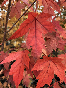 Leaves of an Autumn Blaze Maple Tree - Beamsville, Ontario