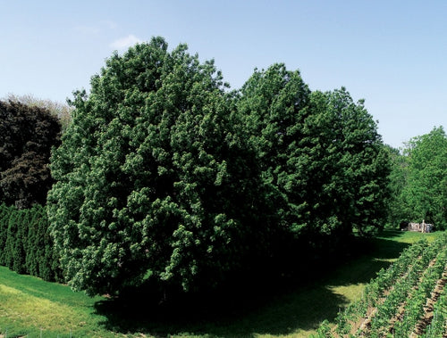 Celebration Maple Trees For Sale - Beamsville, Ontario