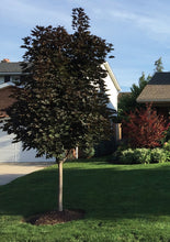 Load image into Gallery viewer, Crimson Sentry Maple

