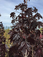 Load image into Gallery viewer, Crimson Sentry Maple
