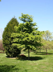 Triumph™ Elm