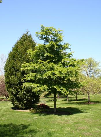 Triumph™ Elm