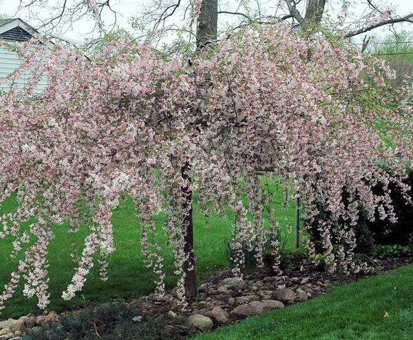 Flowering Crab Apple (Weeping)