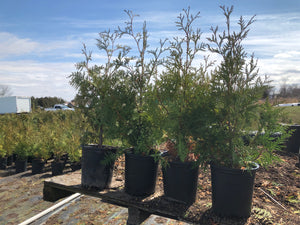 Eastern White Cedar Tree