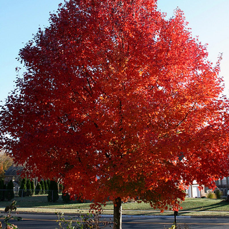 Redpointe Red Maple Trees For Sale in Beamsville and the Niagara Region