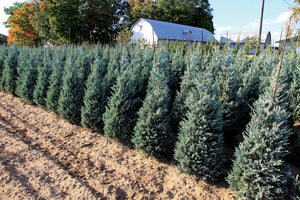 Moffat Blue Juniper