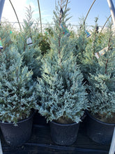 Load image into Gallery viewer, Moffat Blue Juniper
