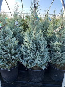 Moffat Blue Juniper