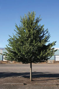 New Horizon Elm
