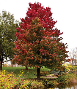 Red Sunset Maple Trees For Sale - Beamsville, Ontario