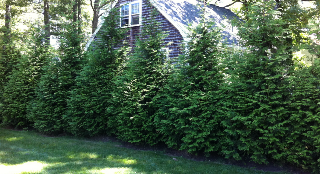 Green Giant Cedar Tree