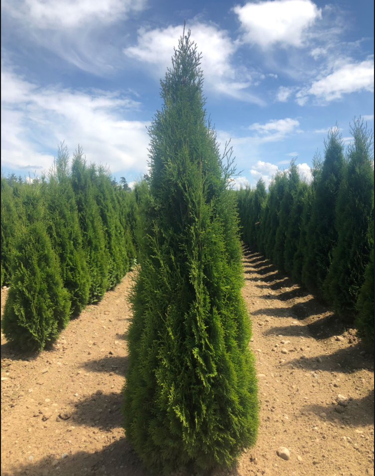 Emerald Cedar Trees