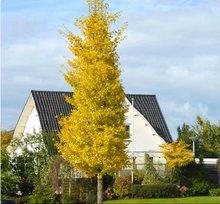 Load image into Gallery viewer, Ginkgo biloba ‘Princeton Sentry’
