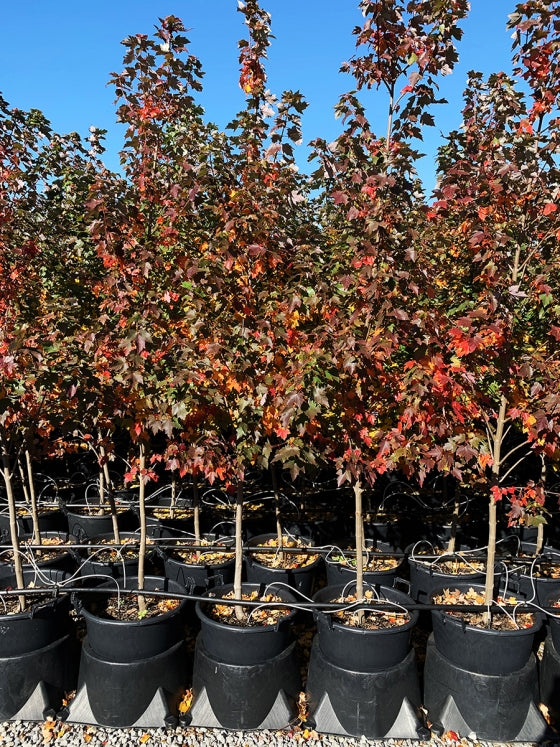 Sun Valley Maple Trees For Sale - Beamsville, Ontario