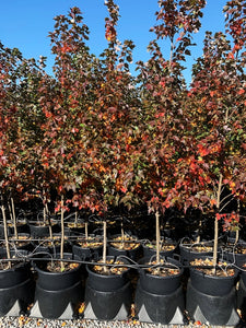 Sun Valley Maple