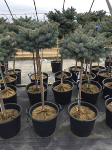 Thume Blue Spruce Std.