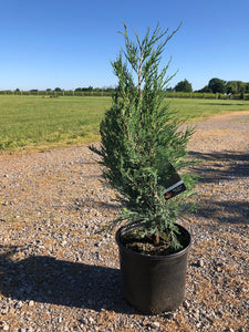 Blue Arrow Juniper