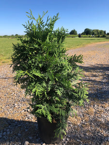 Black Cedar Tree