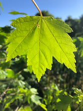 Load image into Gallery viewer, Celebration Maple
