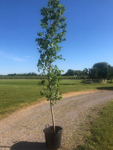 Celebration Maple