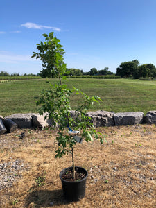 Ginkgo biloba ‘Princeton Sentry’